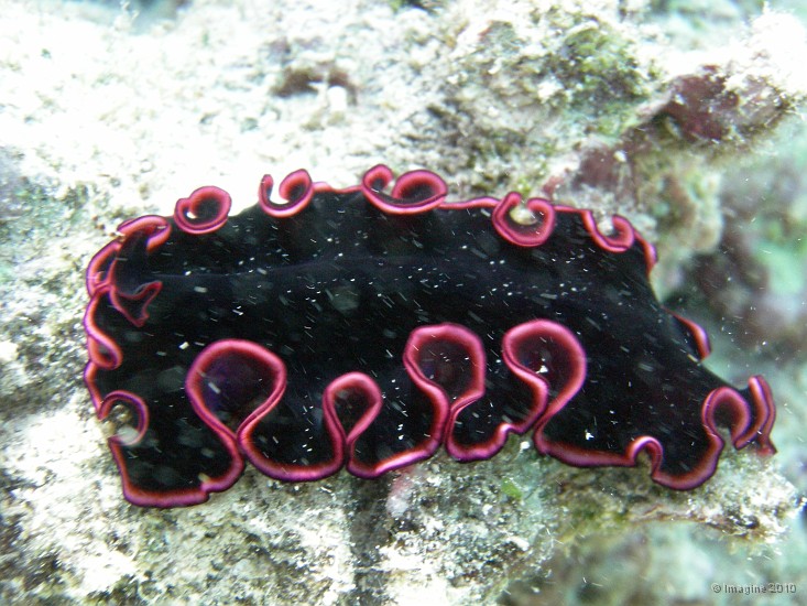 64- Planaire Pseudobiceros gloriosus - Ilot Mato.JPG
